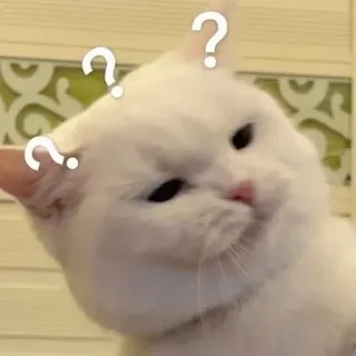 🐾 chat, point d'interrogation, confus, réflexion, mème, chat blanc telegram sticker