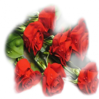 ❤️ 红玫瑰, 花, 花束, 花卉, 自然, 玫瑰 telegram sticker