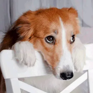 🥺 cane, triste, carino, border collie, animale, animale domestico, cucciolo telegram sticker