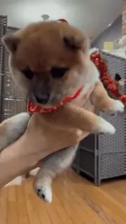 😇 犬, 子犬, 可愛い, 柴犬, 動物, ペット telegram sticker