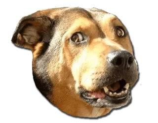 😬 dog, pet, animal, eyes, meme, funny telegram sticker