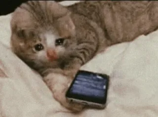 😩 猫, 子猫, 悲しい, 電話, 動物, ペット telegram sticker