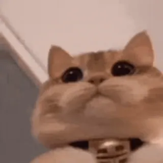 ❤ кот, милый, животное, домашнее животное, домашний, кошачий whatsapp sticker