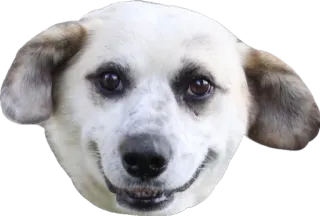 🙂 Hund, Tier, Haustier, Haustier, süß, Porträt telegram sticker