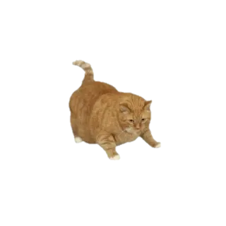🐱 고양이, 주황색 얼룩 고양이, 동물, 애완 동물, 고양이과 telegram sticker