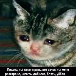 😢 Пиздец, ты такая мразь, вот зачем ты меня расстроил, чего ты добился, блять, уёбок cat, sad, crying, offensive, russian telegram sticker