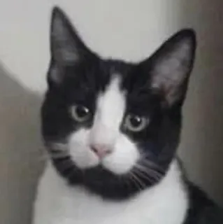 😶 chat, animal, animal de compagnie, mammifère, chat tuxedo, noir et blanc telegram sticker
