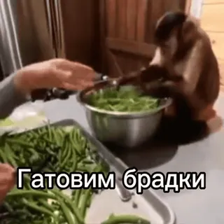 😋 Гатовим брадки telegram sticker