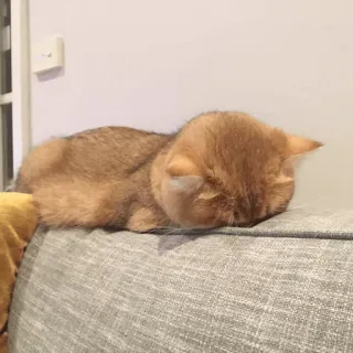 ⚡️ gato, animal, gato doméstico, mascota, durmiendo, sofá telegram sticker