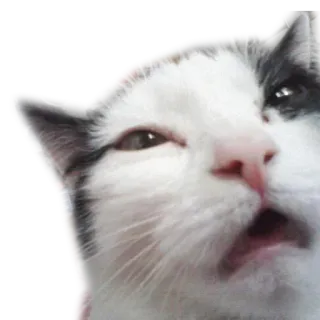 😩 cat, animal, funny, meme, pet telegram sticker