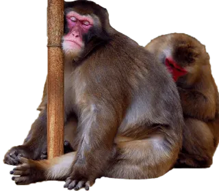 Heyvoon telegram stickers