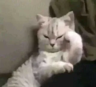 🎥 kucing, jari tengah, menyinggung, kasar, gestur kucing telegram sticker