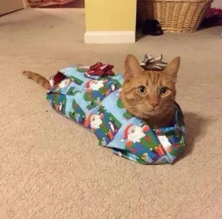 🤩 cat, present, gift, christmas, orange cat, wrapped, pet telegram sticker