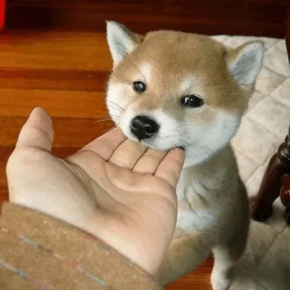 🤗 chien, shiba inu, chiot, mignon, animal de compagnie, animal, main telegram sticker