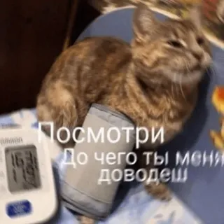 🐕 Посмотри
До чего ты меня
доведеш gato, pressão arterial, animal, meme, engraçado telegram sticker