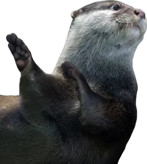 ✋ wydra, zwierzę, ssak, słodki, dzika przyroda telegram sticker