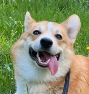 😀 perro, corgi, animal, mascota, feliz, césped telegram sticker