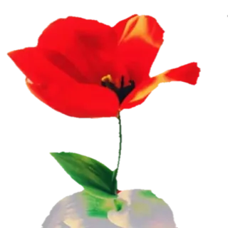 🌺 Blume, Tulpe, rot, Blüte, Pflanze, Natur telegram sticker