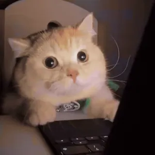 🤍 kucing, laptop, binatang, lucu, hewan peliharaan whatsapp sticker