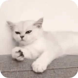 😏 white cat telegram sticker