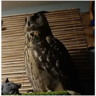 🙁 owl, bird, predator, wildlife, animal, nature, pet telegram sticker