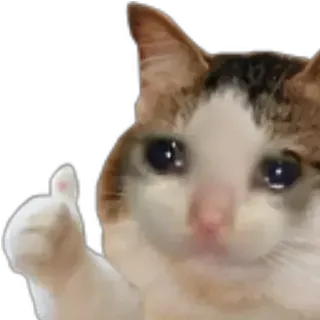 🐈 chat, pouce levé, mème, triste, animal, animal de compagnie whatsapp sticker