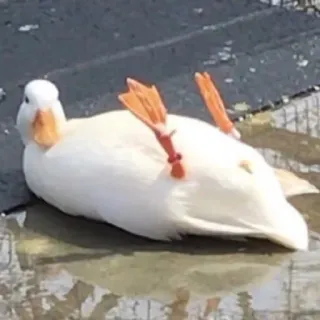 😎 duck, white, laying, animal, bird whatsapp sticker