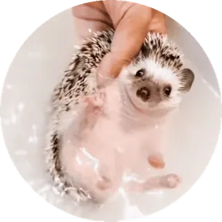 🌟 nhím, động vật, thú cưng, dễ thương, đáng yêu, nhỏ, động vật có vú telegram sticker