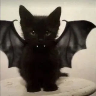 🦇 Katze, Kätzchen, Fledermaus, Flügel, Tier, Halloween, süß, Haustier whatsapp sticker