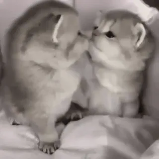💋 kociak, koty, zwierzęta, słodkie, młode zwierzęta, kocie telegram sticker