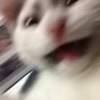 😨 chat, mème, animal, drôle, flou, choqué telegram sticker