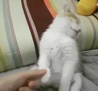 😴 Katze, Kätzchen, Haustier, Tier, süß, Haustier, spielen, Hand telegram sticker