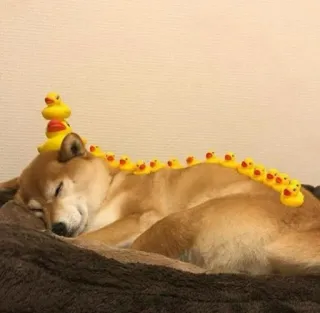 😴 hond, shiba inu, rubberen eendjes, dieren, schattig, huisdieren, slapen telegram sticker
