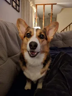 😁 corgi, anjing, hewan peliharaan, binatang, lucu, hewan domestik telegram sticker