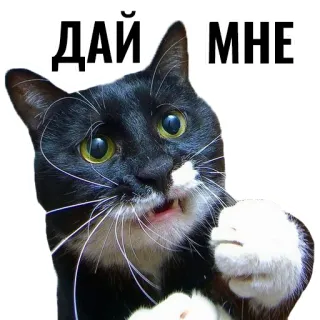 😻 ДАЙ МНЕ gato, pedindo, russo, meme, engraçado, animal de estimação telegram sticker