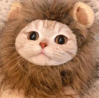 😺 gato, leão, fofo, animal, animal de estimação, gatinho, cosplay whatsapp sticker