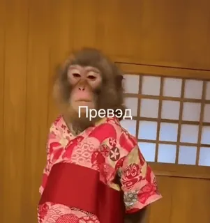 😁 Превед singe, kimono, animal, russe, culture whatsapp sticker