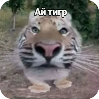 👄 Ай тигр 虎, 動物, 面白い, ミーム, 可愛い, 野生動物 telegram sticker