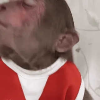 😢 monkey, animal, primate, shirt, red telegram sticker