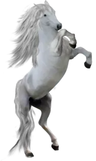 😡 лошадь, белый, животное, лошадь, млекопитающее, природа telegram sticker