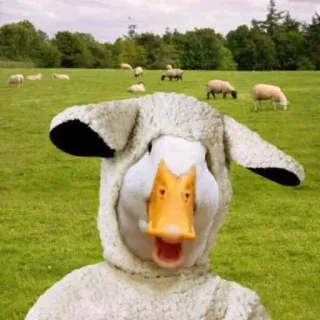 🐑 duck, sheep, animal, grass, costume whatsapp sticker