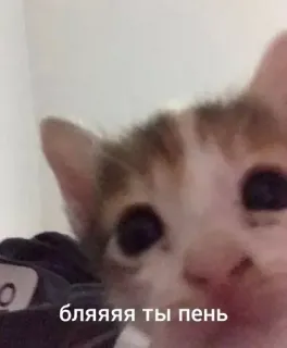 😎 бляяяя ты пень 고양이, 밈, 러시아, 불쾌한, 동물, 애완 동물 telegram sticker