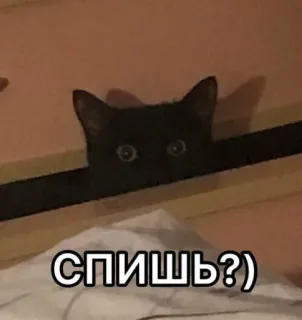 💬 СПИШЬ?) кот, животное, питомец, мем, русский, вопрос, любопытный telegram sticker