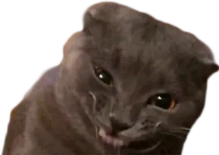 😈 cat, meme, funny, animal, pet telegram sticker