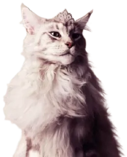 👑 Katze, Tier, Haustier, häuslich, Säugetier, Katzenartig telegram sticker