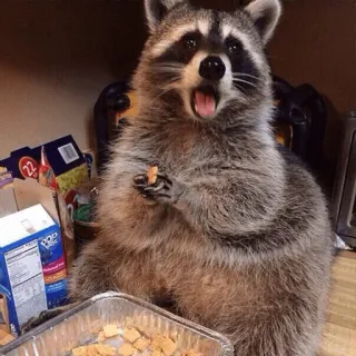 😱 mapache, animal, lindo, comiendo, mamífero, fauna whatsapp sticker
