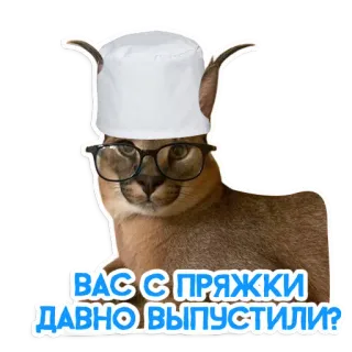 🏥 ВАС С ПРЯЖКИ ДАВНО ВЫПУСТИЛИ? kot, zwierzę, okulary, kapelusz telegram sticker