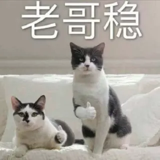 👍 老哥稳 gato, meme, joinha, animal, bom trabalho whatsapp sticker