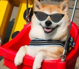 😎 anjing, shiba inu, kacamata hitam, ayunan, meme, hewan, hewan peliharaan whatsapp sticker