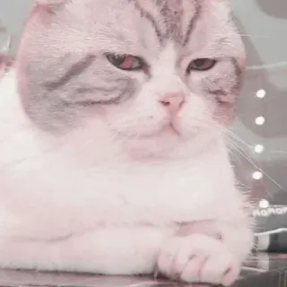 👀 кот, животное, питомец, домашнее животное, милый, котёнок telegram sticker